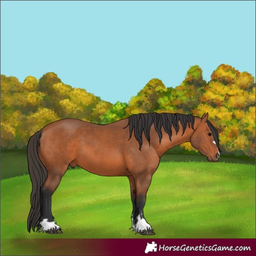 Horse Color:Bay 