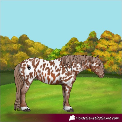 Horse Color:Chestnut Appaloosa 