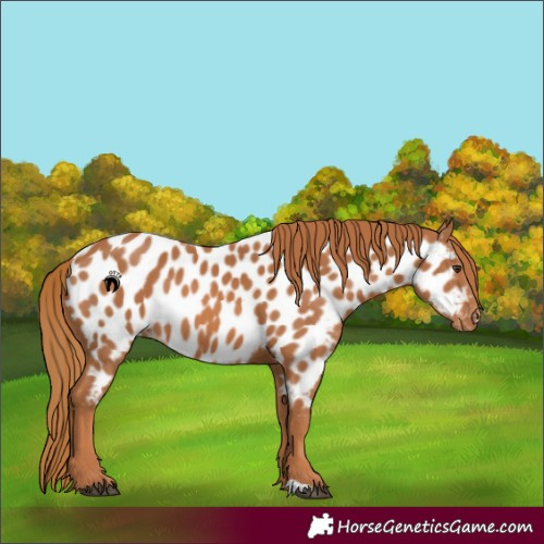 Horse Color:Chestnut Appaloosa 