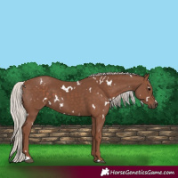 Horse Color:White Spotted Silver Black 
