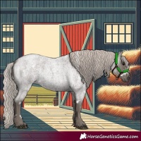 Horse Color:White Spotted Silver Blue Roan 