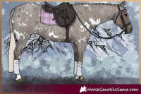 Horse Color:White Spotted Silver Blue Roan