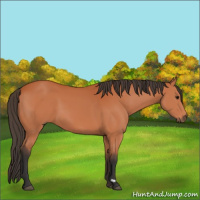 Horse Color:Bay 