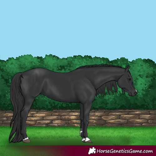 Horse Color:Black 