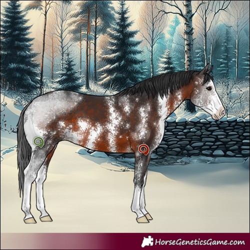 Horse Color:Brown Sabino 