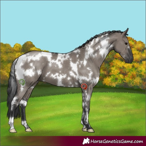 Horse Color:White Spotted Grullo 