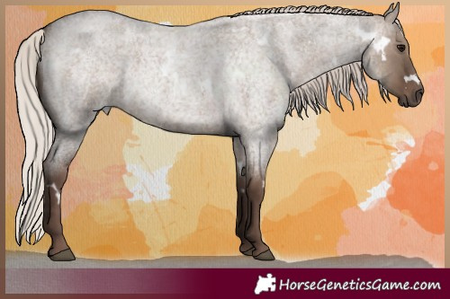 Horse Color:White Spotted Silver Grullo Roan 