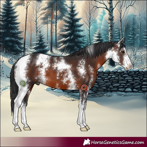 Horse Color:Brown Sabino 