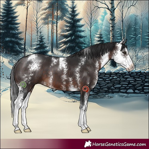 Horse Color:Brown Sabino 