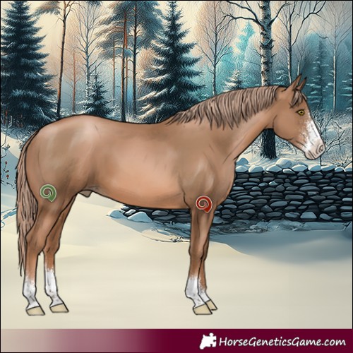Horse Color:Liver Chestnut Pearl Sabino 
