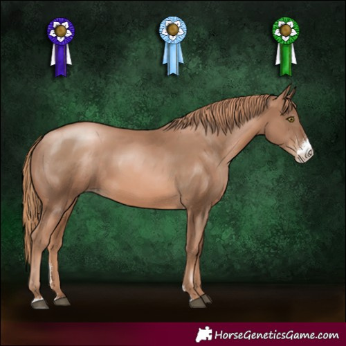 Horse Color:Liver Chestnut Pearl Sabino Rabicano