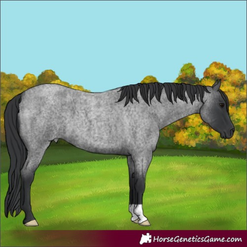 Horse Color:Blue Roan 