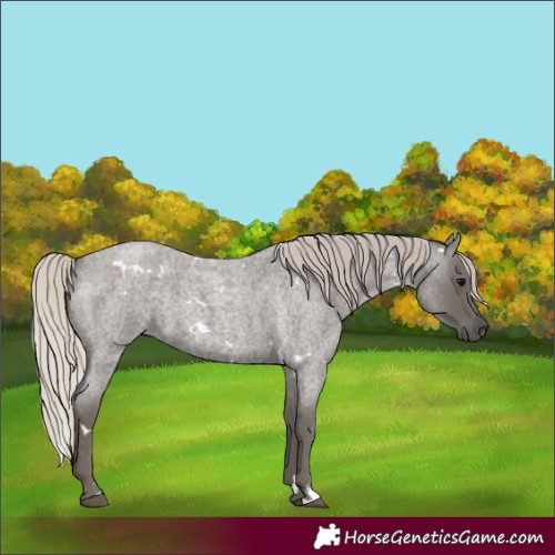 Horse Color:White Spotted Silver Blue Roan 