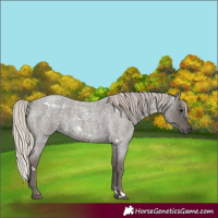 Horse Color:White Spotted Silver Blue Roan 