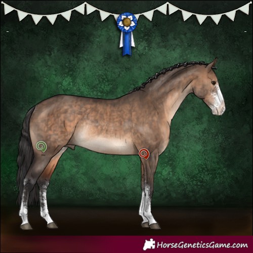 Horse Color:Brown Dun Sabino Rabicano Brindle 