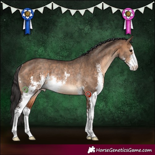 Horse Color:Brown Dun Sabino Rabicano Brindle 