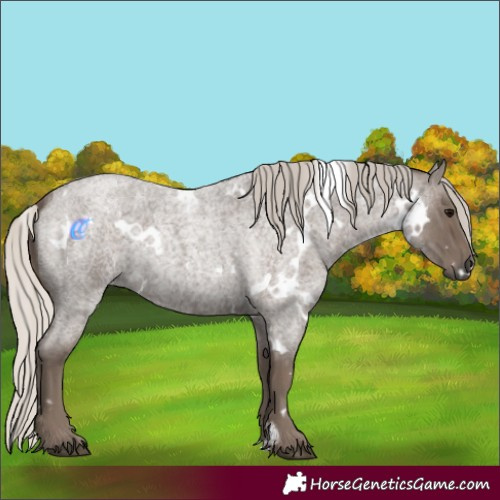 Horse Color:White Spotted Silver Blue Roan 