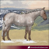 Horse Color:White Spotted Silver Blue Roan 