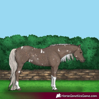 Horse Color:White Spotted Silver Black Tobiano 
