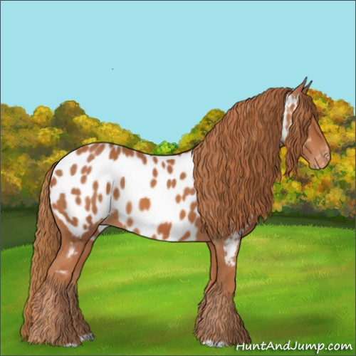 Horse Color:Chestnut Appaloosa 