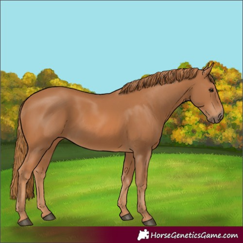 Horse Color:Chestnut 
