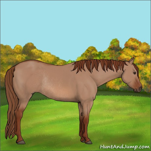 Horse Color:Red Dun Rabicano