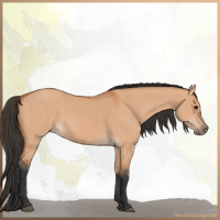 Horse Color:Bay Dun 