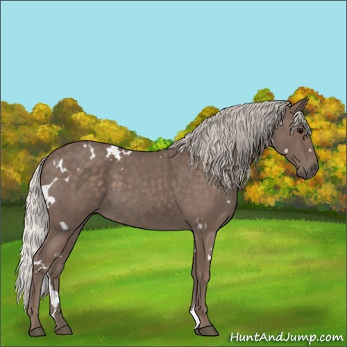 Horse Color:White Spotted Silver Blue Roan