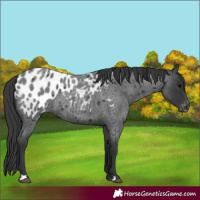 Horse Color:Blue Roan Appaloosa 