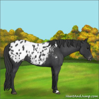 Horse Color:Blue Roan Appaloosa 