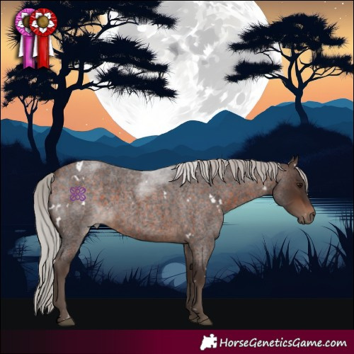 Horse Color:White Spotted Silver Bay Roan 