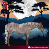 Horse Color:White Spotted Silver Bay Roan 