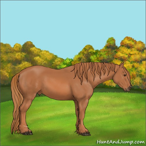 Horse Color:Chestnut 