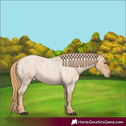 Horse Color:Red Roan Appaloosa 