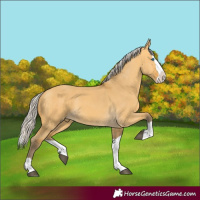 Horse Color:Silver Buckskin Dun Splash