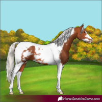Horse Color:Silver Bay Tobiano Frame