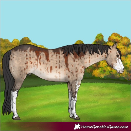Horse Color:Brown Dun Sabino Rabicano Brindle 