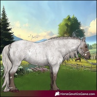 Horse Color:White Spotted Silver Blue Roan 