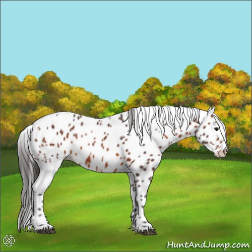 Horse Color:Brown Leopard 