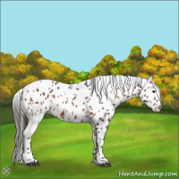 Horse Color:Brown Appaloosa 