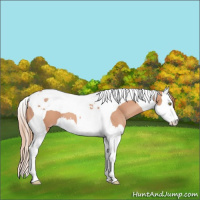 Horse Color:Gold Champagne Splash Tobiano 