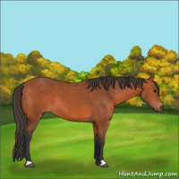 Horse Color:Bay 