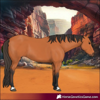 Horse Color:Bay 
