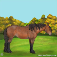Horse Color:Bay Roan 