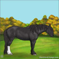 Horse Color:Smoky Black 