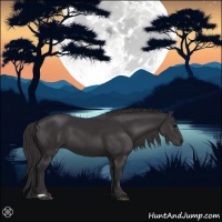 Horse Color:Smoky Black 