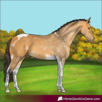 Horse Color:Buckskin Tobiano 