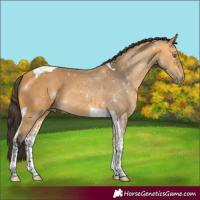 Horse Color:Buckskin Tobiano 
