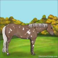 Horse Color:White Spotted Silver Blue Roan