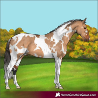 Horse Color:White Spotted Bay Dun Tobiano 